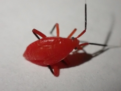 Coccobaphes frontifer