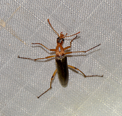 Cephaloon lepturides