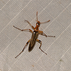 Cephaloon lepturides