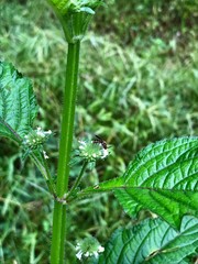 Lipotriches ceratina