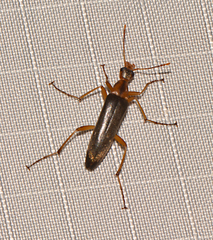 Cephaloon lepturides