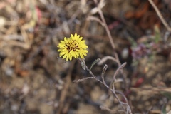 Lessingia germanorum