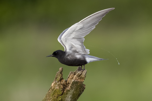 Black Tern