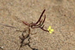 Camissonia strigulosa