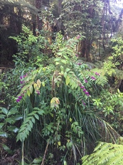 Callicarpa rubella