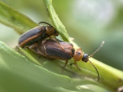 Galerucella calmariensis