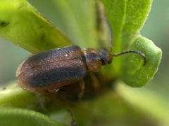 Galerucella calmariensis