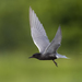 Black Tern - Photo (c) nancylightfoot, some rights reserved (CC BY-NC), uploaded by nancylightfoot