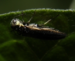 Agrilus celti