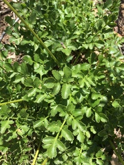 Tauschia hartwegii