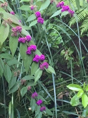 Callicarpa rubella