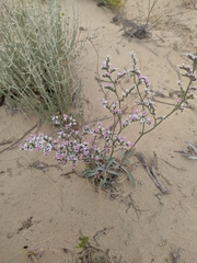 Goniolimon callicomum