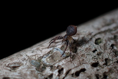 Pycnaxis
