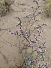 Goniolimon callicomum