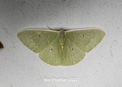 Comostola hauensteini