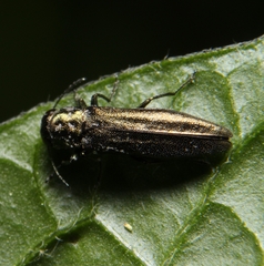 Agrilus celti