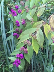 Callicarpa rubella