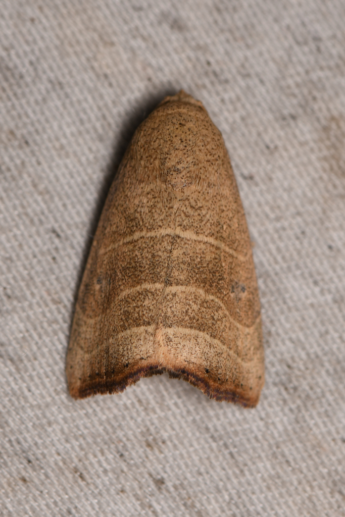 Wavy-lined Mallow Moth
