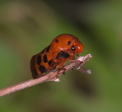 Cosmoscarta dorsimacula