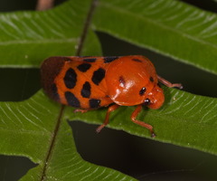 Cosmoscarta dorsimacula