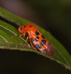 Cosmoscarta dorsimacula