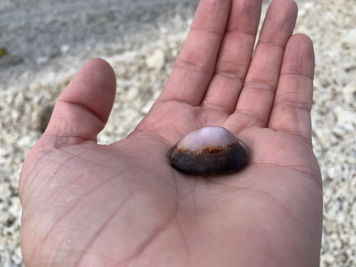 Monetaria caputserpentis observed 2021-10-15