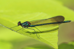 Calopteryx aequabilis