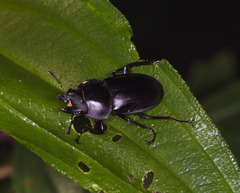 Neolucanus