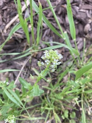 Thlaspi arvense