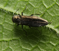 Agrilus celti