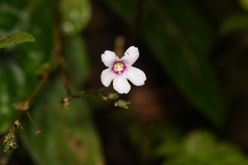 Napeanthus apodemus