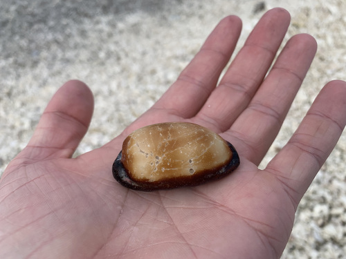 Cypraea talpa observed 2021-10-15