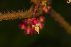 Miconia reitziana