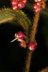 Miconia reitziana