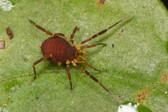 Zalmoxidae