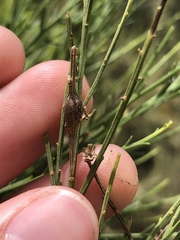 Gnorimoschema powelli