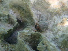 Clibanarius humilis