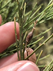 Gnorimoschema powelli