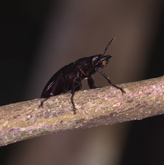 Neolucanus sinicus championi