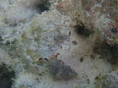 Clibanarius humilis