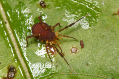 Zalmoxidae