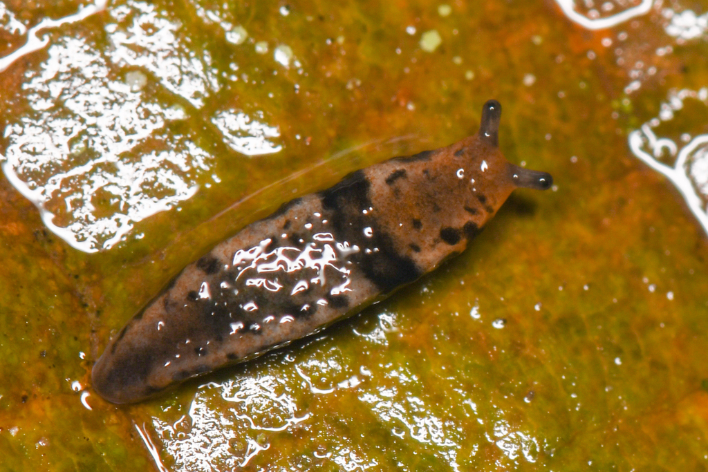 Pallifera costaricensis