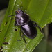 Neolucanus sinicus championi - Photo (c) portioid, μερικά δικαιώματα διατηρούνται (CC BY-SA), uploaded by portioid