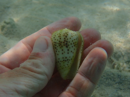 Conus pulicarius observed 2021-10-16