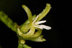 Image of Hoffmannia viridis