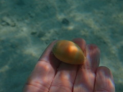 Lyncina schilderorum