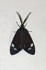 Cyclosia papilionaris nigrescens