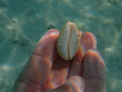 Lyncina schilderorum