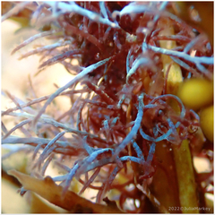 Chondria acrorhizophora