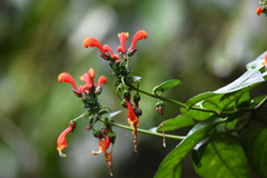 Centropogon granulosus